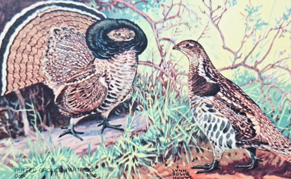 1939 Ruffed Grouse Partridge Cock Hen Americas Wildlife Animals Postcard