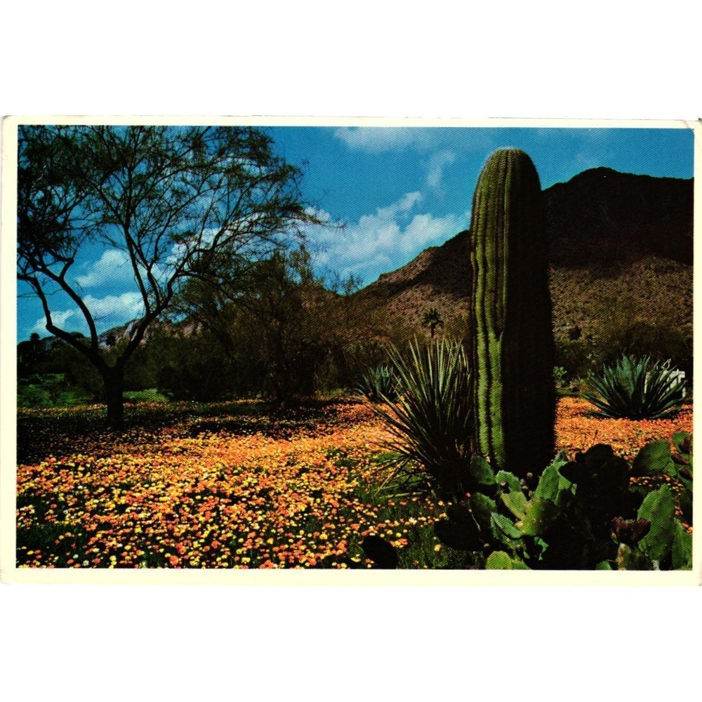Vintage Arizona Desert Poppies Saguaro Cactus Postcard Petley Studios DP-10
