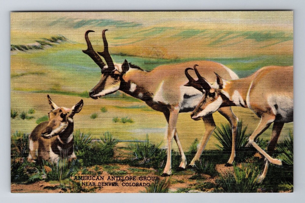Denver CO-Colorado, History Museum, American Antelope Group, Vintage Postcard