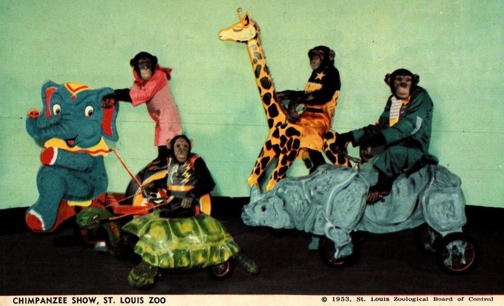 Chimpanzee Show, St Louis Zoo,  Vintage Postcard