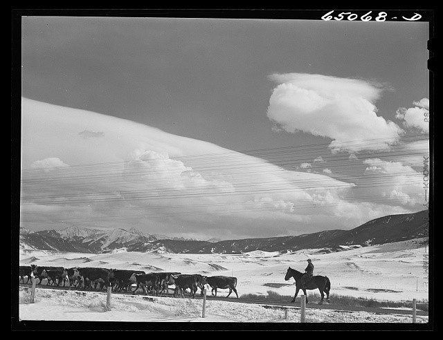 Park County Montana 1942 Moving Cattle to Another Feedlot Cowboy on Horse