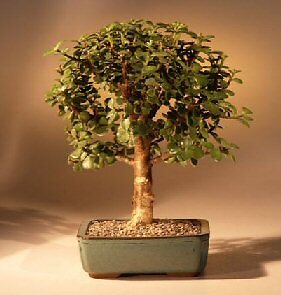 Jade Bonsai Tree Portulacaria Afra Medium Elephant Bush 5 years old, 9