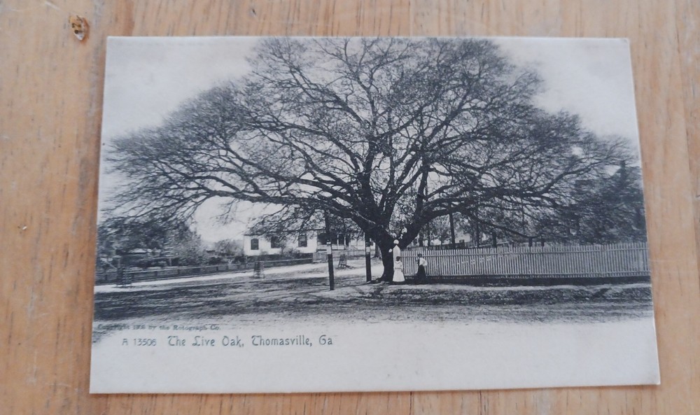 Vintage Postcard, The Live Oak, Thomasville, Ga., Copyright 1905