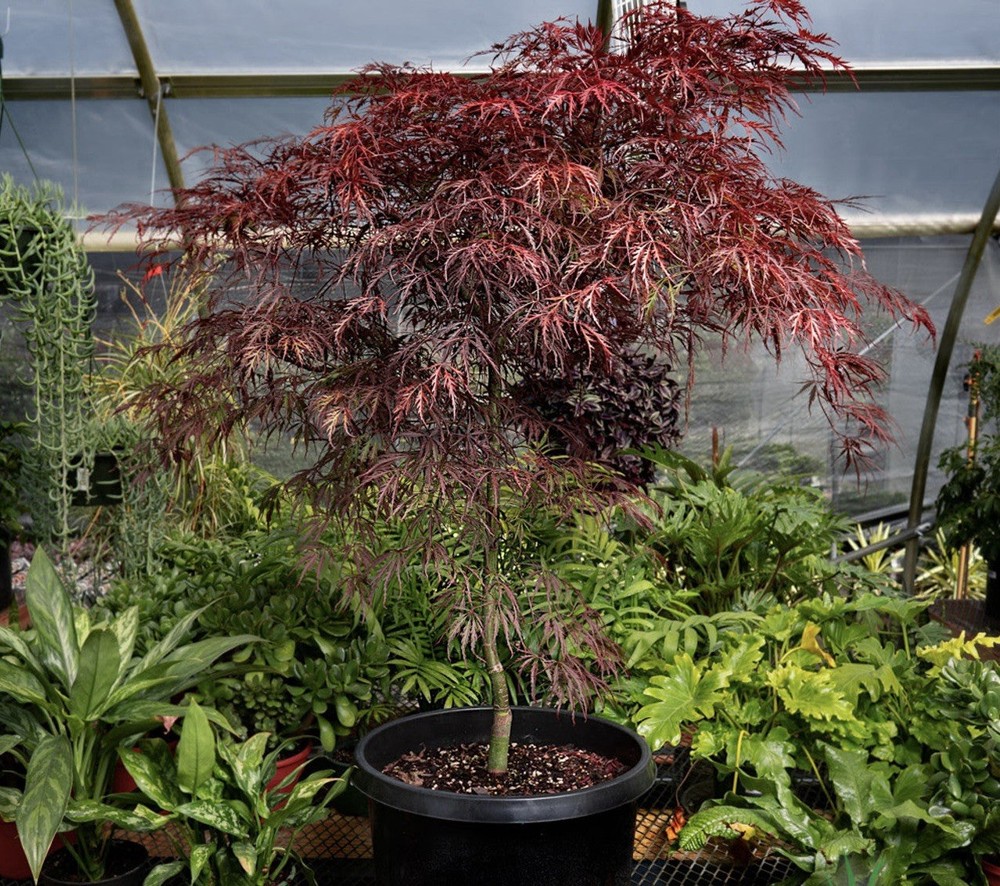 Japanese Maple Tree 3ft Acer Palmatum “Tamukeyama” MAKE ME AN OFFER!!!-image