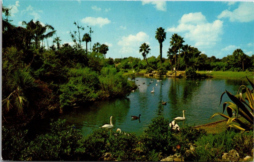 Dr Jim Stamps Postcard The Lagoon At Busch Gardens Tampa Florida