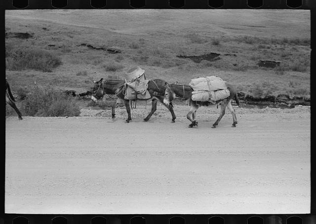 Sheepherder near Durango,Colorado,CO,Farm Security Administration,FSA,1939,1