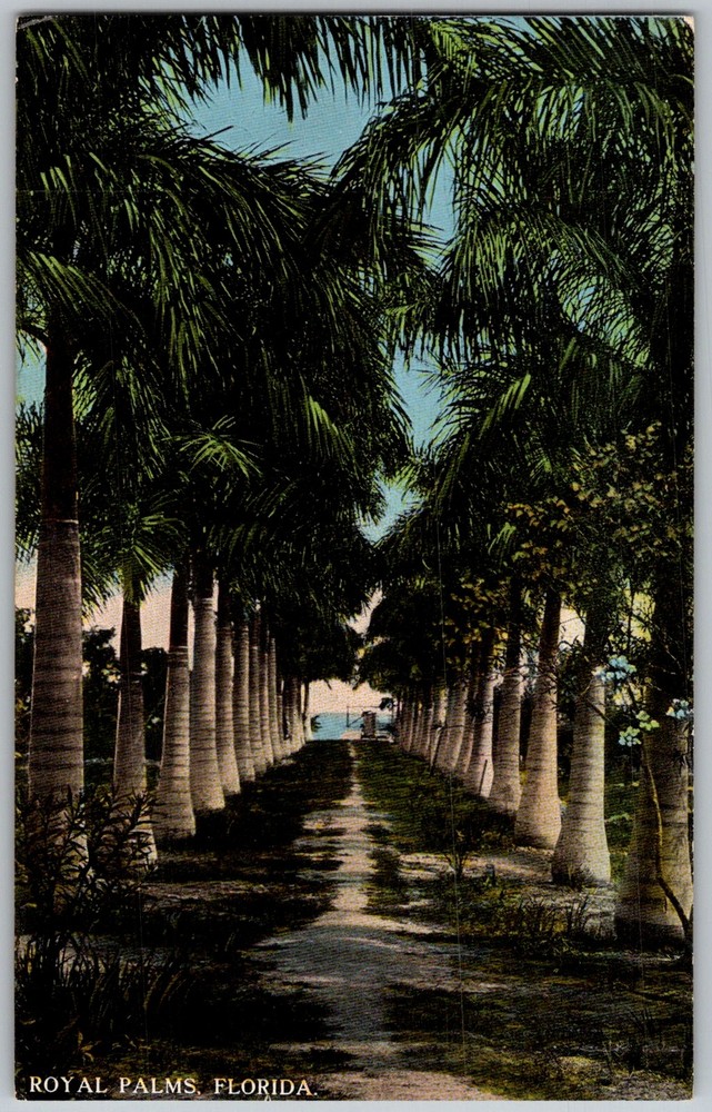 Antique Postcard Palm Tree Avenue Royal Palms, FL 1910s
