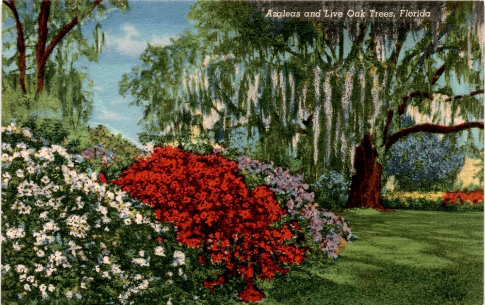 Florida, Azaleas, Live Oak Trees, Curteich-Chicago, Art-Colortone Postcard