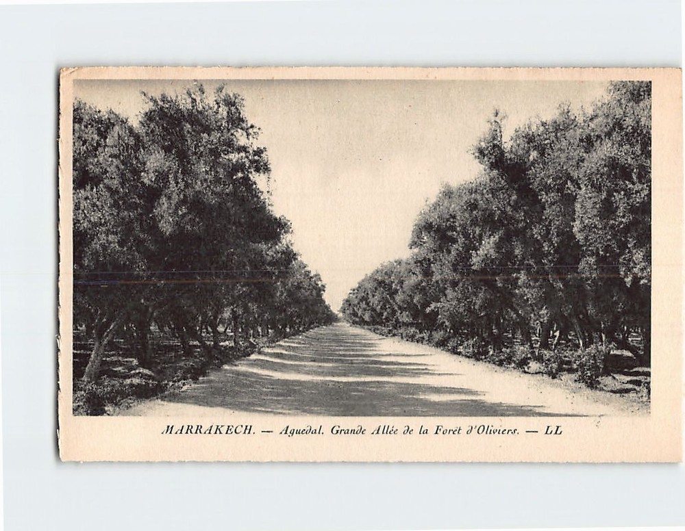 Postcard Aguedal Grande Allee De la Foret d Oliviers Marrakesh Morocco
