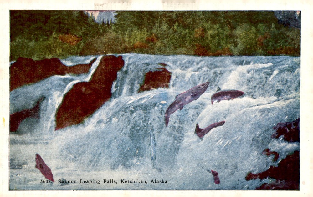 Salmon Leaping Falls, Ketchikan, Alaska Postcard