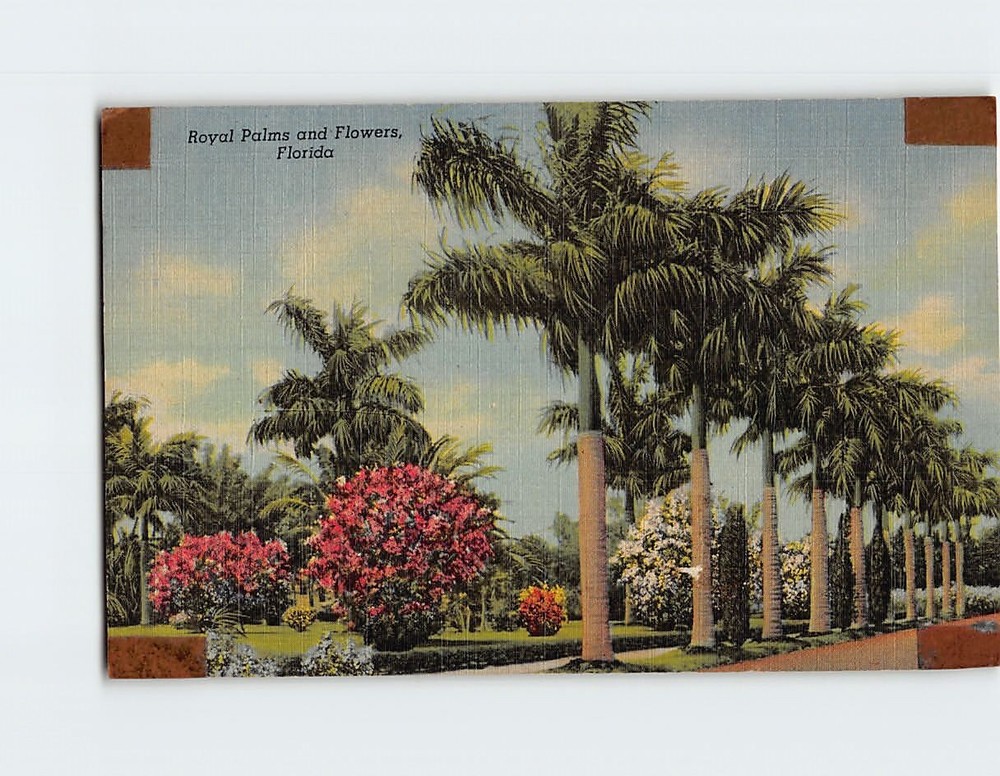 Postcard Royal Palms & Flowers Florida USA
