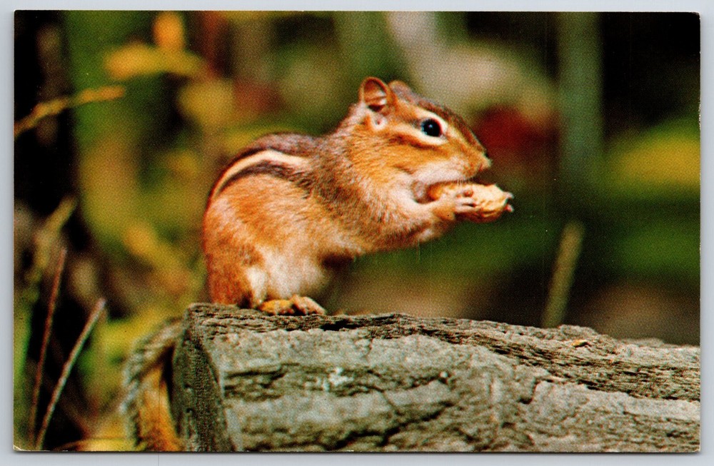 Animals~Closeup View Color Photo Of Chipmunk In Forest Eating Nut~Vtg Postcard