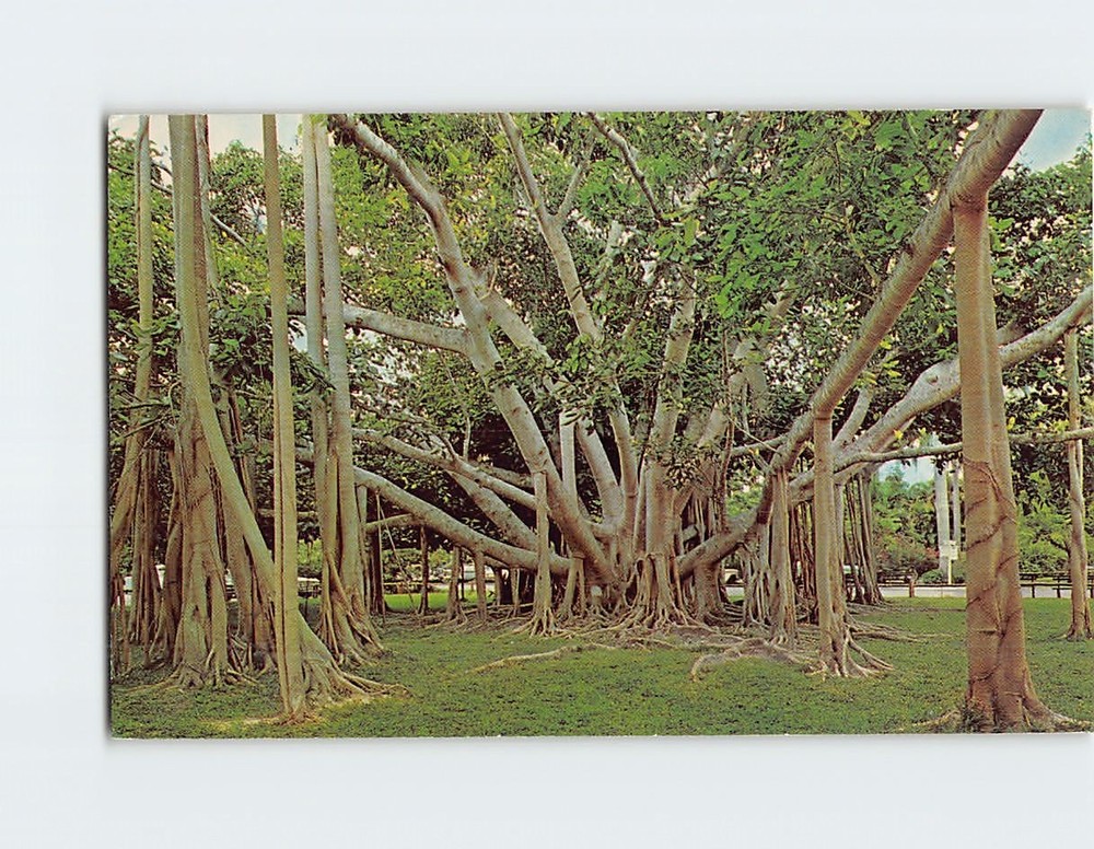 Postcard Banyan Tree Edison Winter Home Fort Myers Florida USA