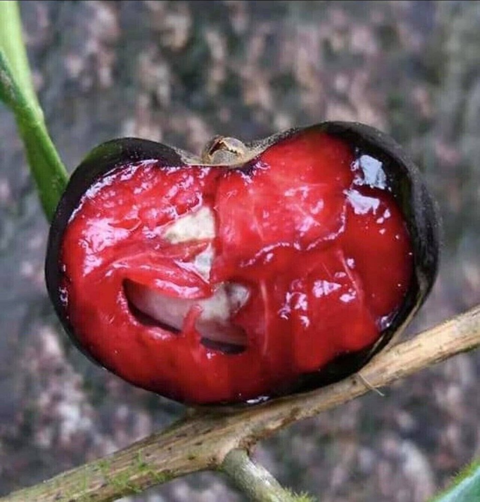 Eugenia Burkartiana - Seedshuntershop's top 3 Eugenia!