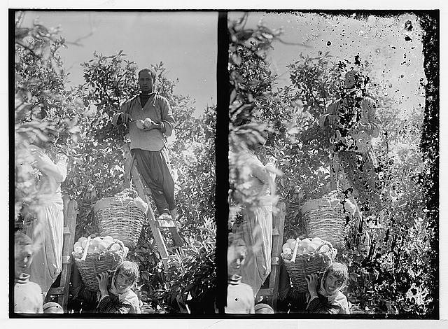 Photo:exporting Jaffa. oranges & Packing