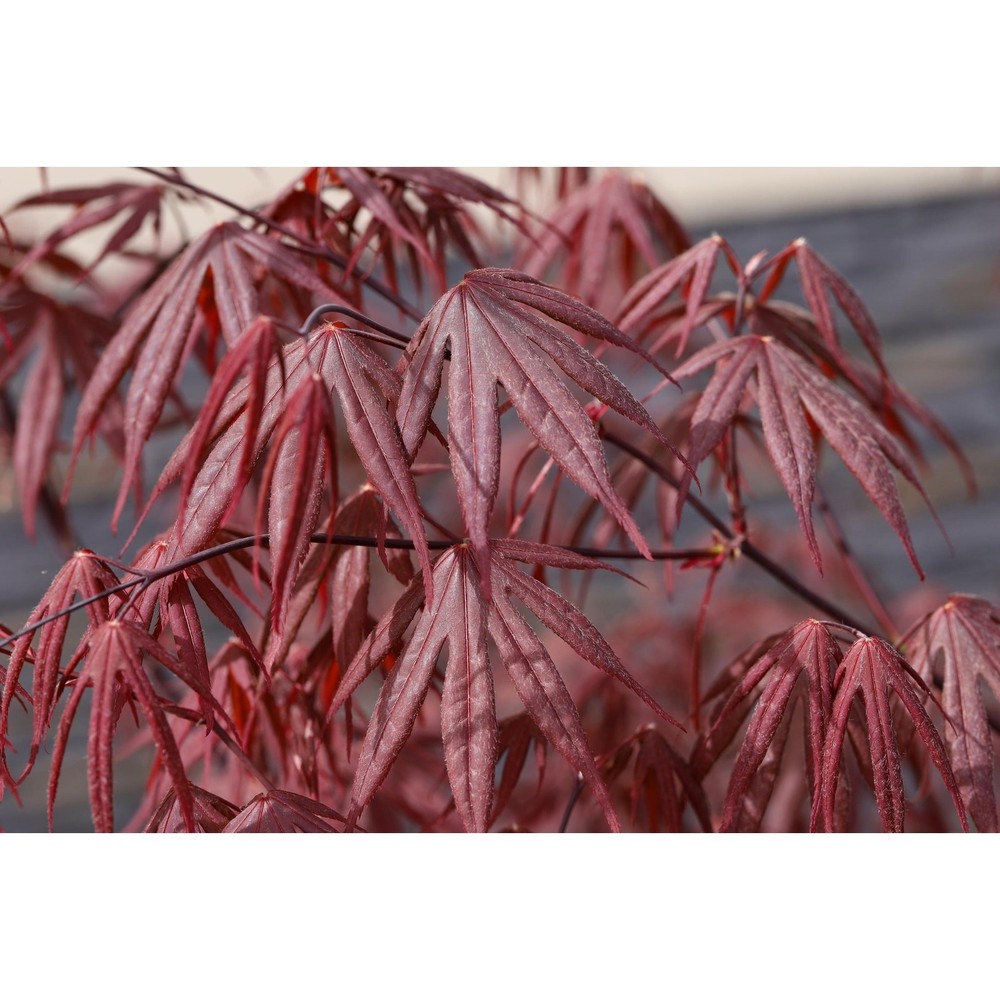 Emperor 1 Japanese Maple Tree Acer Palmatum 'Wolff' ***Live Plant***-image