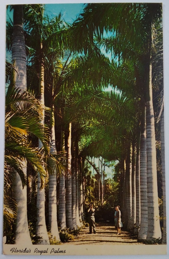 Florida Postcard Mid 1900s Original Rare Royal Palms  Collonade Fashion