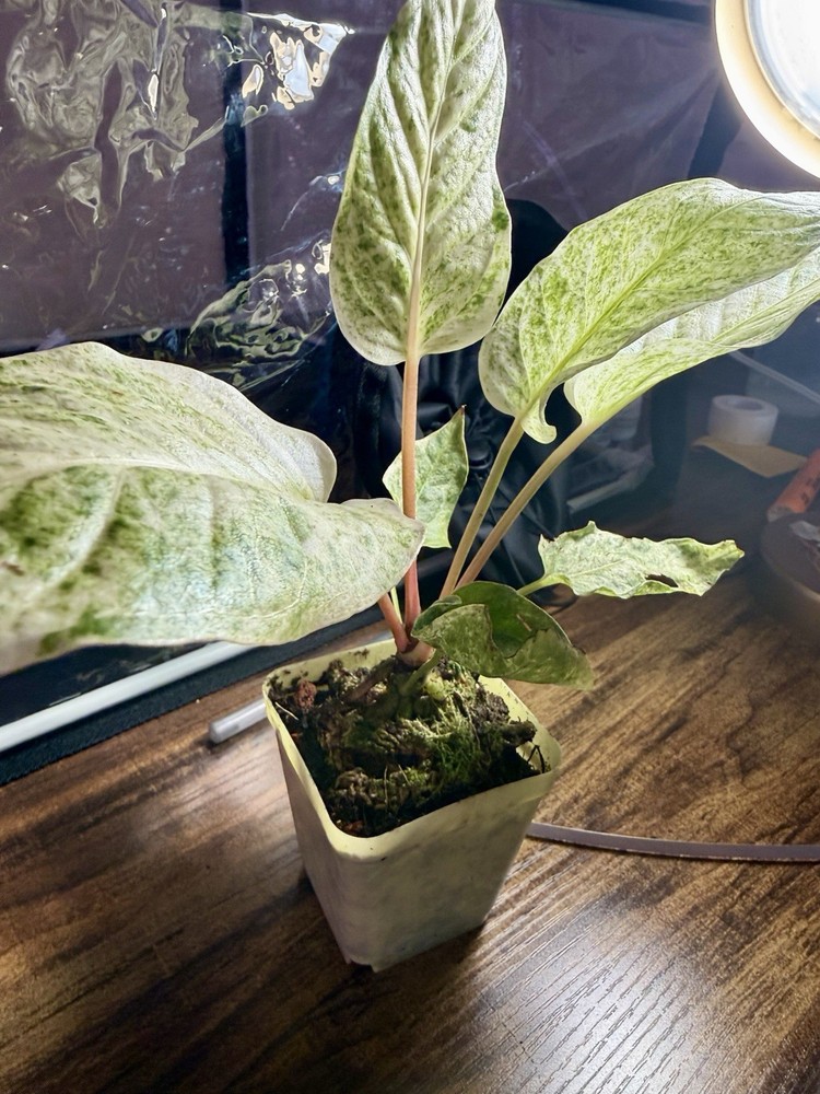 Variegated white  Anthurium Hookeri
