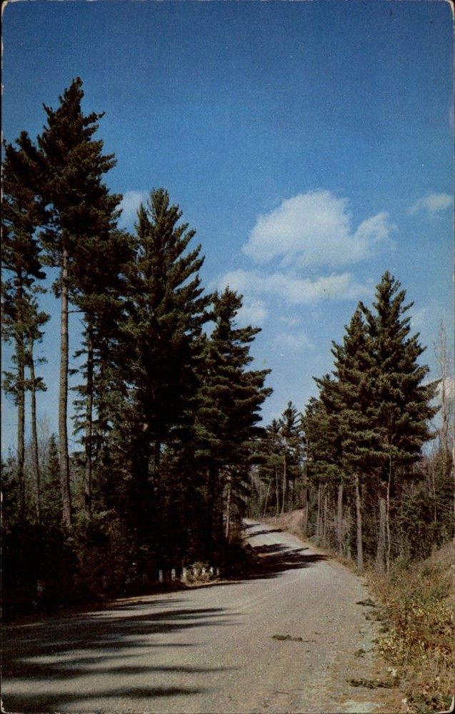 Michigan Paw Paw Greetings from tall pines ~ dated 1956 vintage postcard sku403