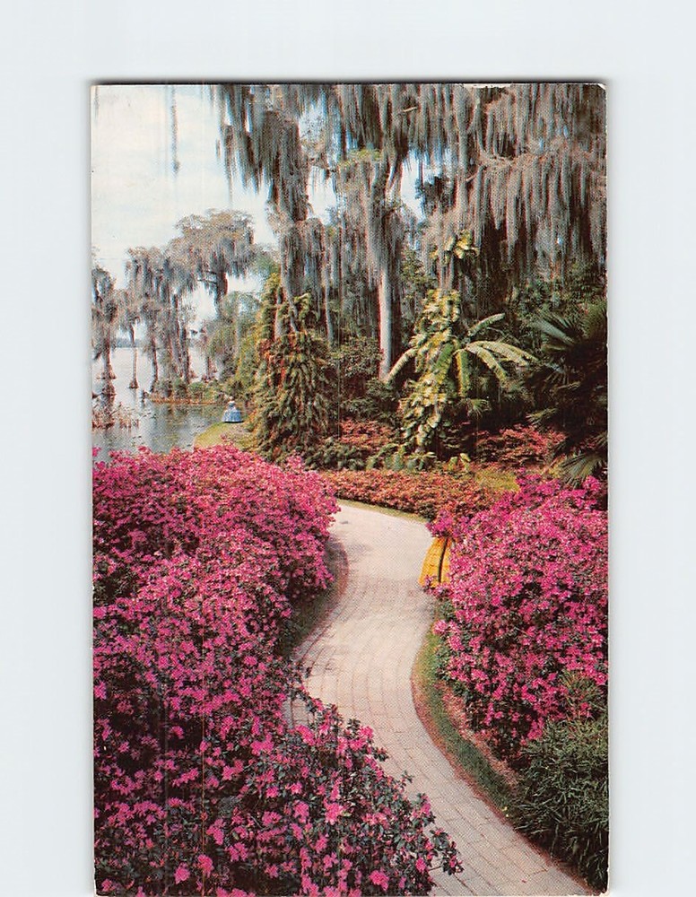 Postcard Azalea Lined Path at Cypress Gardens Florida USA