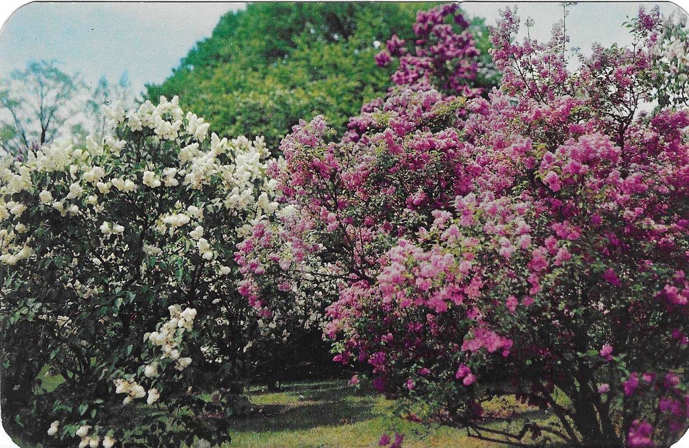 Vintage New York Chrome Postcard Rochester Lilac Time Bushes Highland Park