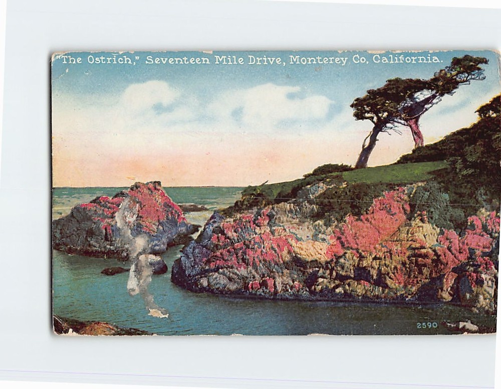 Postcard The Ostrich Seventeen Mile Drive Monterey County California USA America