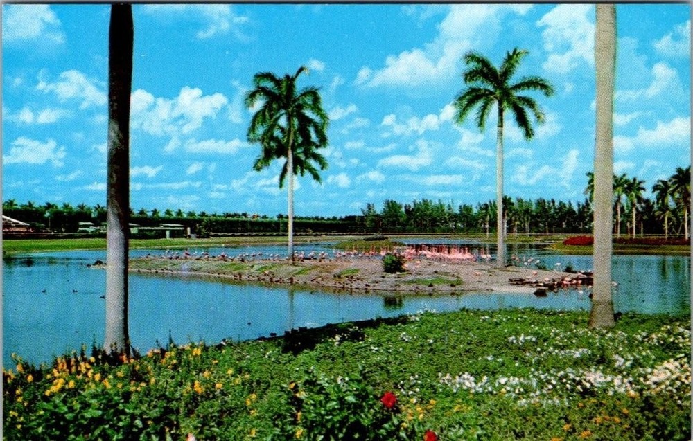 Hialeah FL Flamingo Island Race Course Infield Lake 1955 Curteichcolor