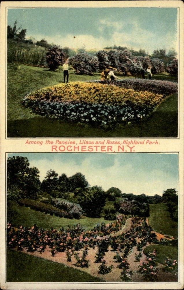 Highland Park Rochester New York pansies roses ~ c1910 vintage postcard