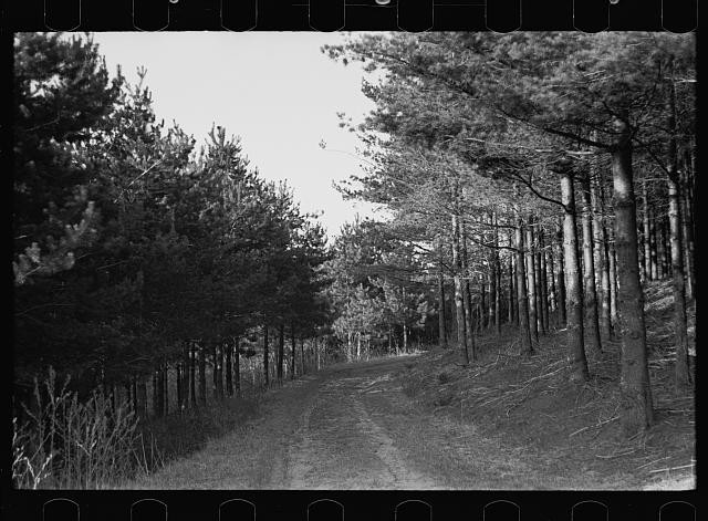 Photo:1930s Forest Dirt Road Pine Trees Landscape