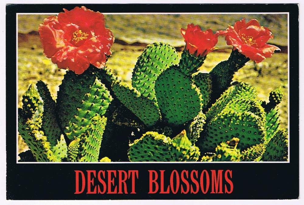 Postcard Desert Blossoms Prickly Pear Cactus Blooms