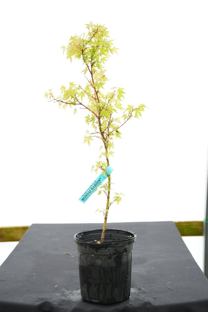 Acer palmatum 'Bonsai Baby' Rare Not Grafted Dwarf Japanese Maple 1 Gallon