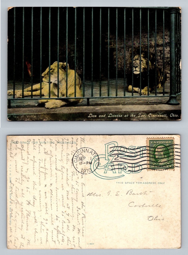Cincinnati, OH-Ohio, Lion And Lioness At The Zoo Vintage c1910 Postcard