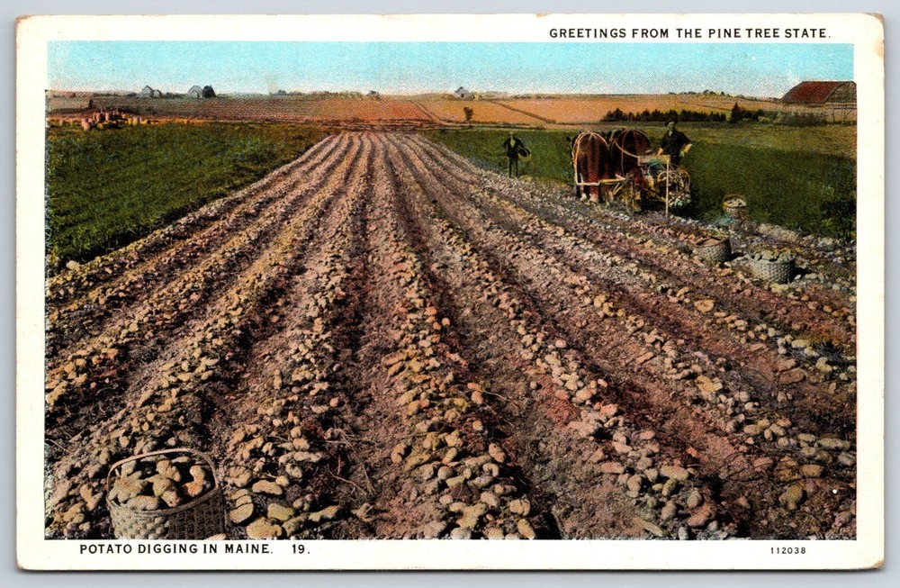 Farming~Greetings From Pine Tree State~Potato Digging In Maine~Vintage Postcard