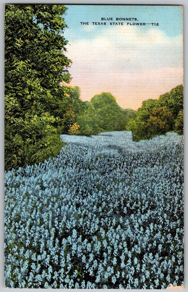 Vtg Linen Postcard Bluebonnets State Flower Field Texas, US 1940s