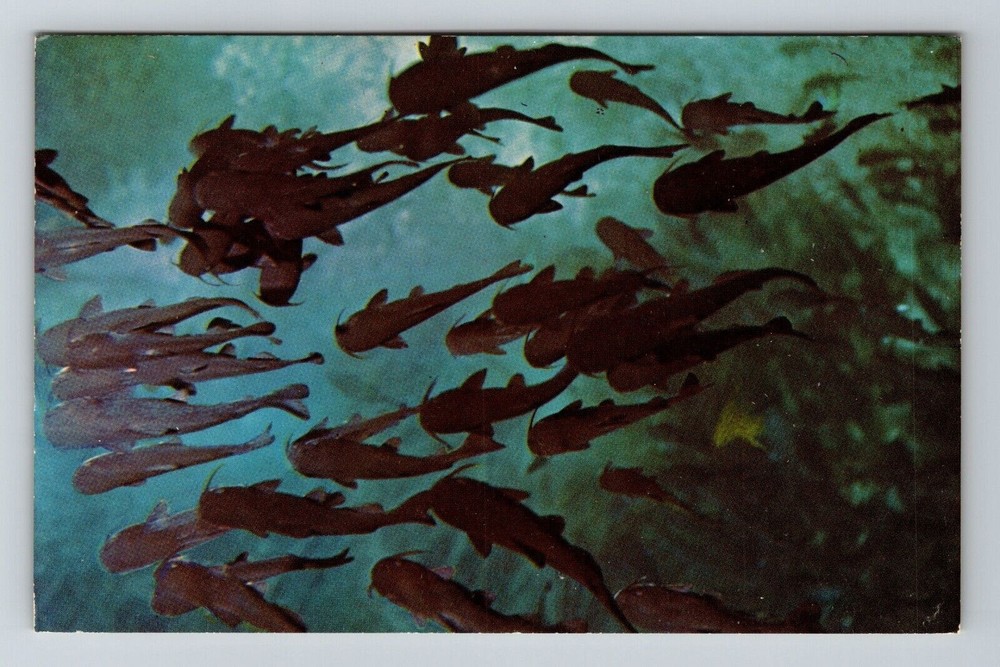 Silver Springs FL-Florida View Catfishes Glass Bottom Boat Vintage Postcard