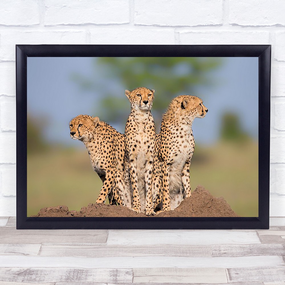 Cheetah Malaika Her Two Boys Cheetahs Feline Wildlife Nature Animal Art Print