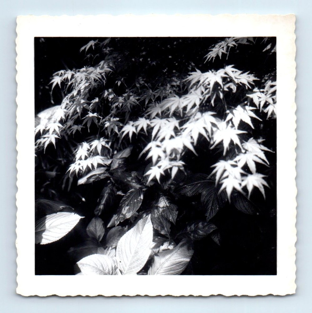 Old Vintage Square Photo JAPANESE GARDENS GOLDEN GATE PARK SAN FRANCISCO