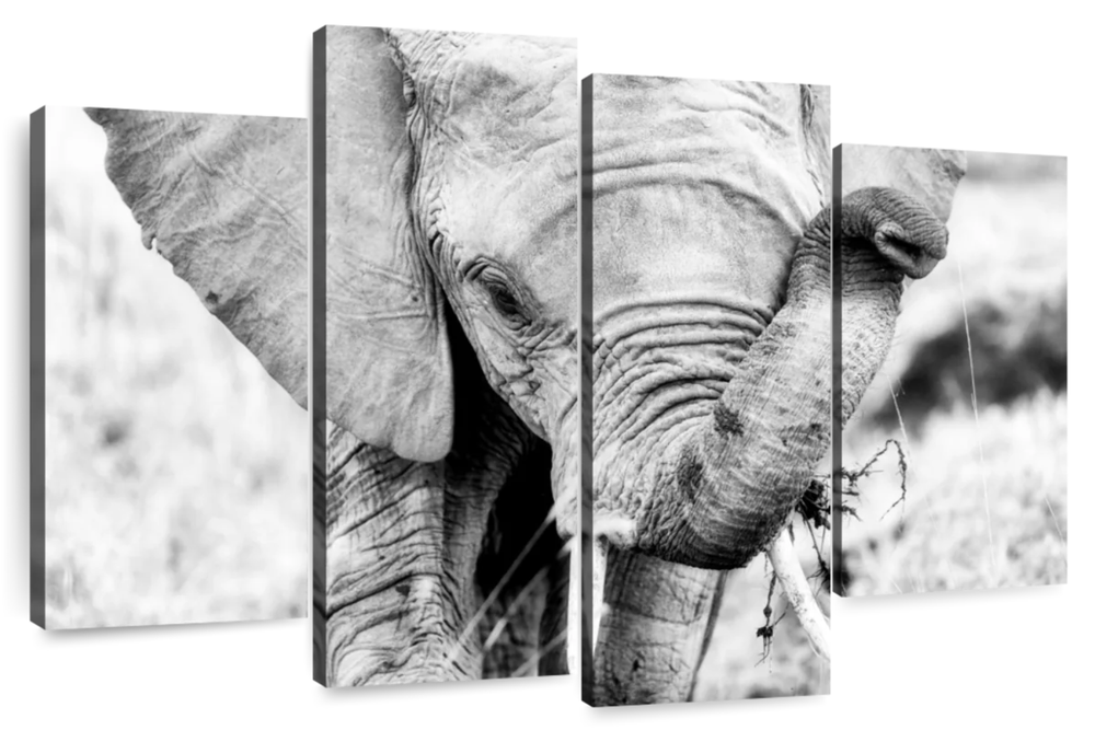 Kenyan Baby Elephant Wall Art