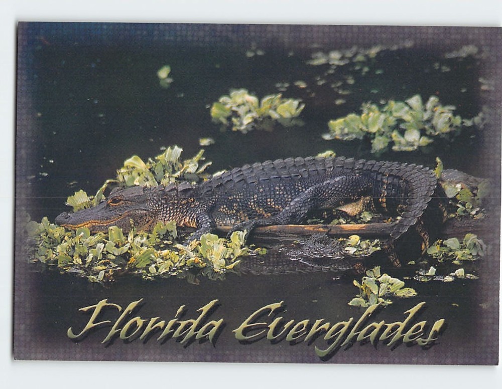 Postcard Alligator basking in the sunshine Florida Everglades Florida USA