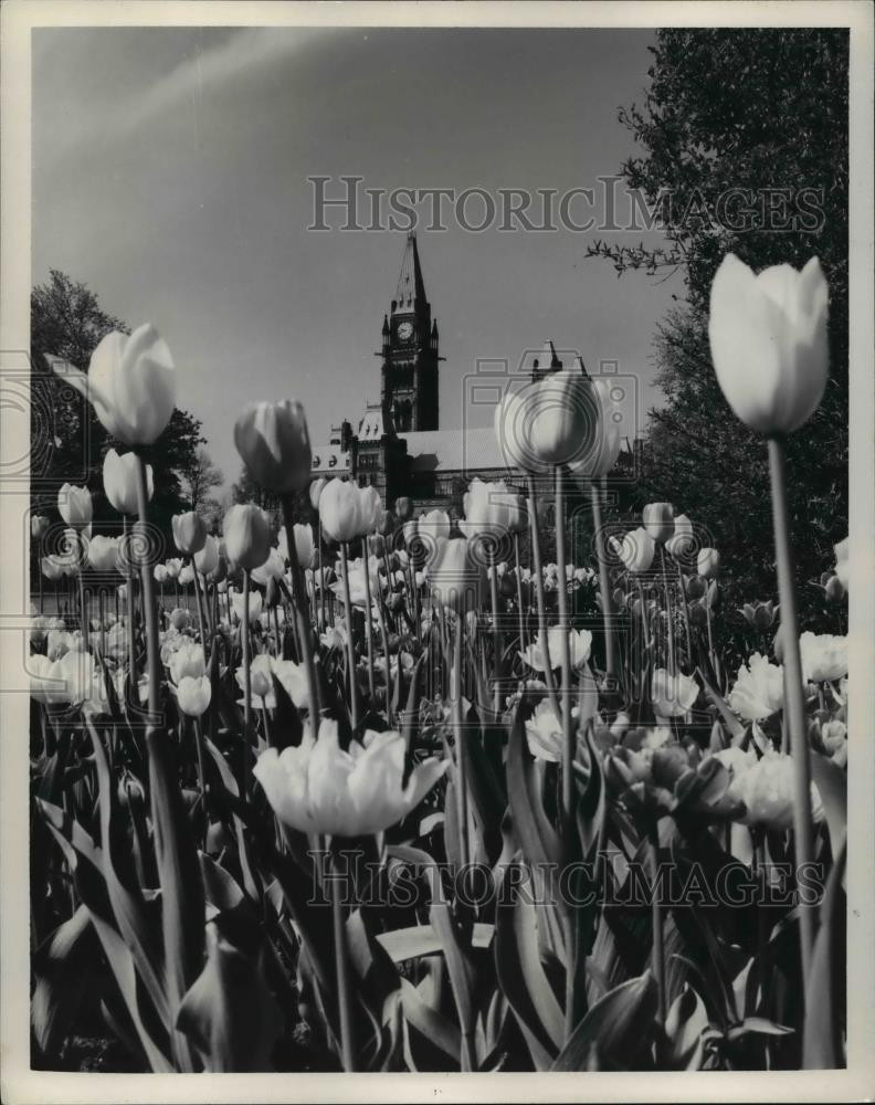 1973 Press Photo Tulips at the grounds of Parliament Building, Ottawa, Ontario