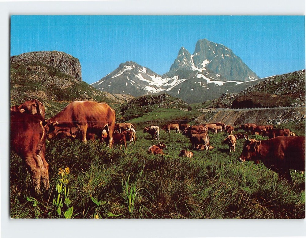 Postcard Cattles Grazing Sallent de Gállego Spain