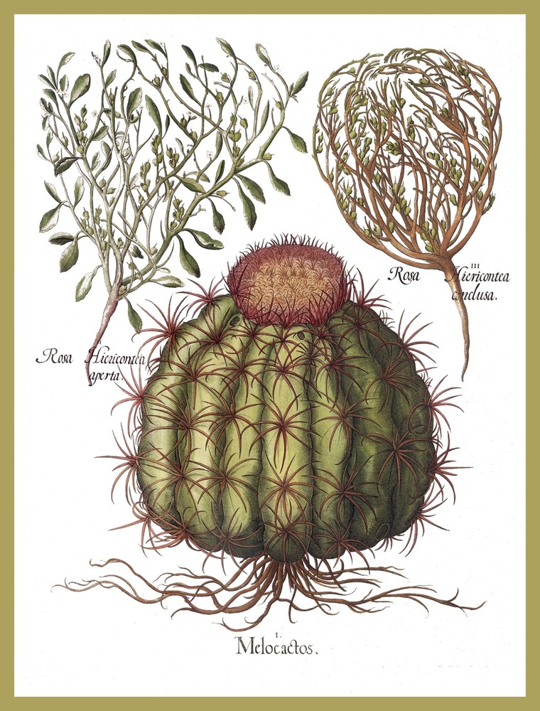 11488.Poster print.Decorative.Decoration room wall art.Cactus.Botanical