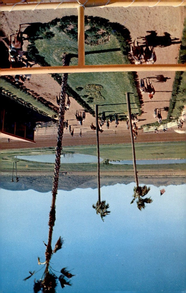 Turf Paradise, Phoenix, Arizona Horse Racing Postcard