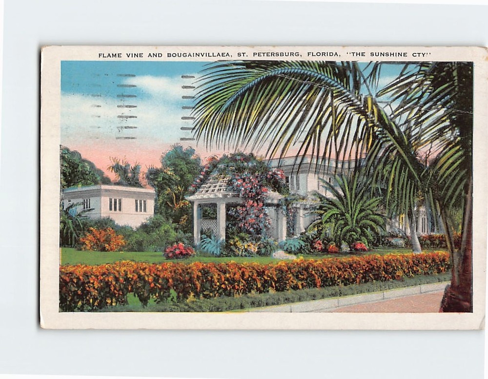 Postcard Flame Vine & Bougainvillea St. Petersburg Florida 