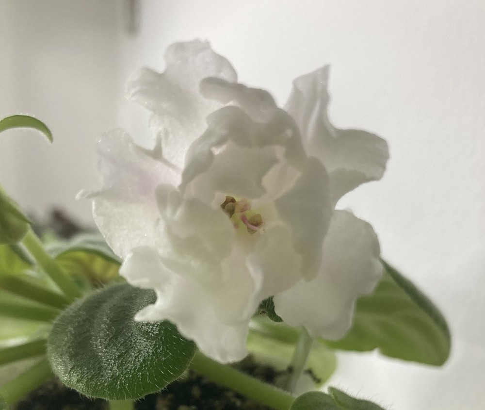 African Violet PLANT ~ RM-BELIY TYULPAN (TULIP) Starter In Bloom Rare 2.5” Pot