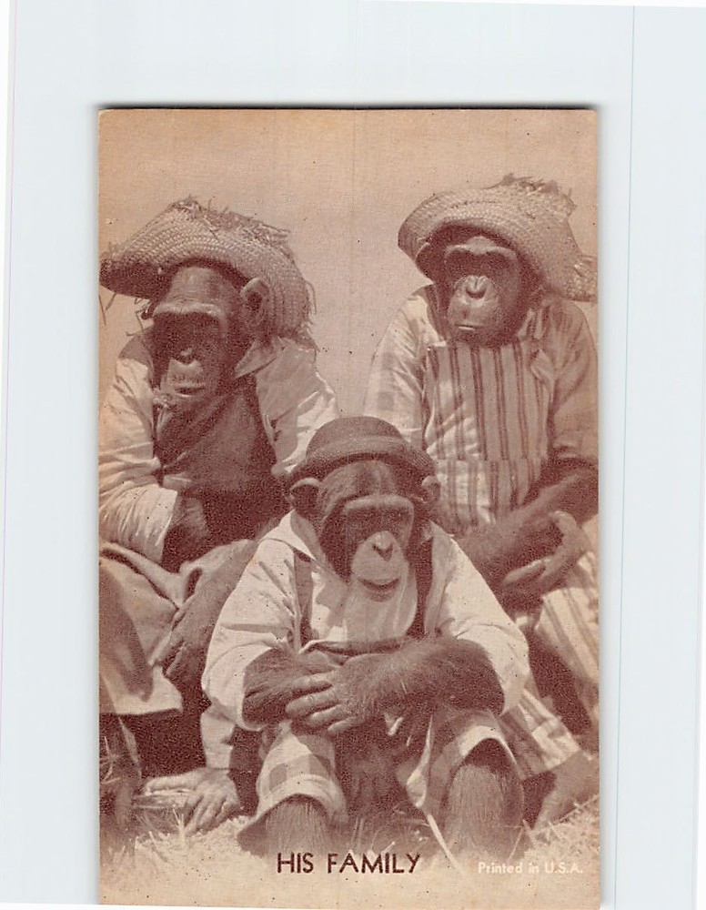 Postcard Family Chimpanzee Monkey Anthropomorphic Animal Comic