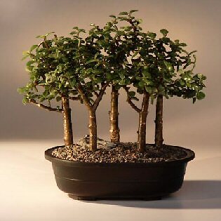 Baby Jade Bonsai Tree Live Plant Portulacaria Afra 10-Inch Forest Group
