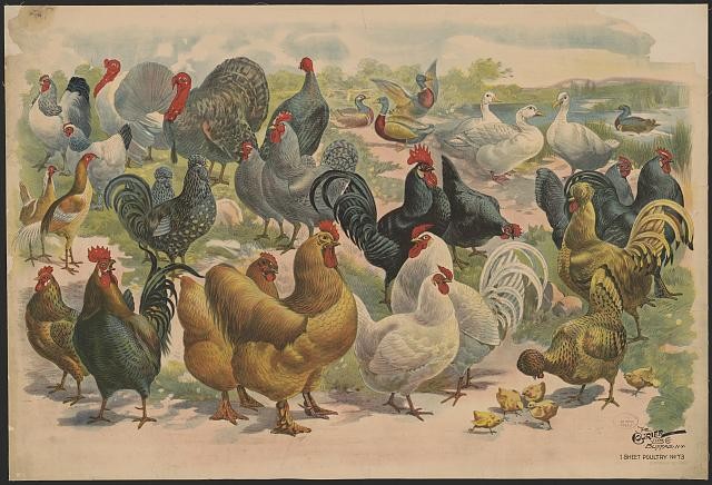 Photo:1 sheet poultry no. 73