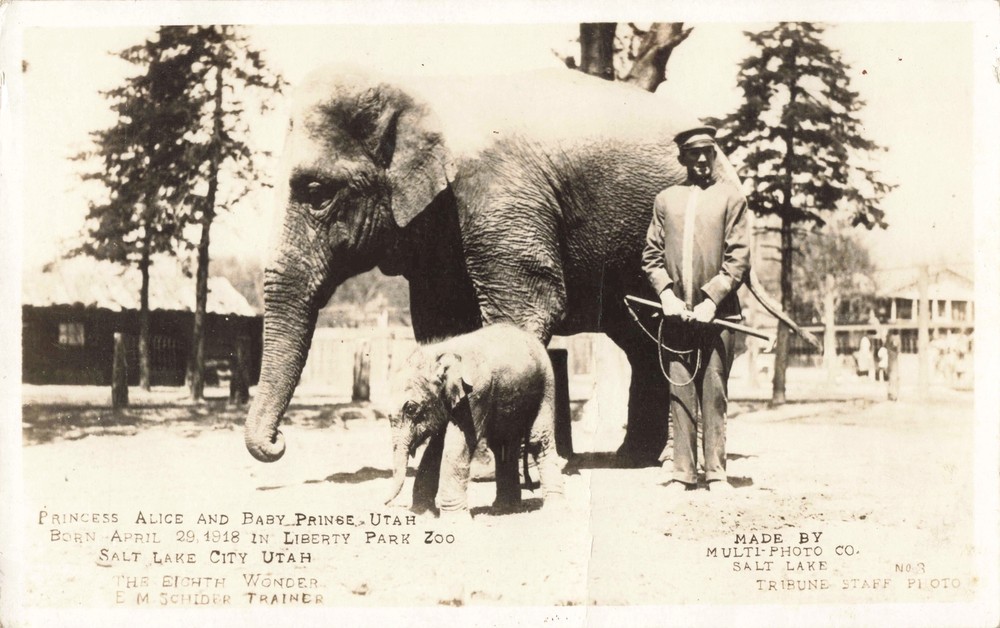RPPC ELEPHANT Salt Lake LIBERTY PARK ZOO founded by Mormon Pioneer Isaac Chase