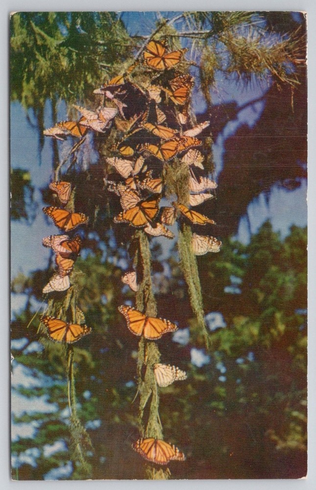 Monarch Butterflies Pacific Grove CA 1961 Chrome Postcard Bell Agency